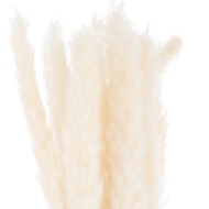 Mini White Pampas Grass Bunch Of 15 - Thumb 1