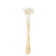 Dried White Wheat Bunch Of 20 - Thumb 2