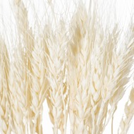 Dried White Wheat Bunch Of 20 - Thumb 3