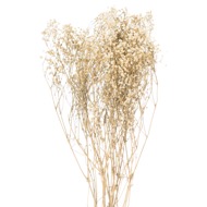 Dried White Babys Breath Bunch - Thumb 1