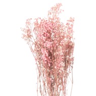 Dried Pale Pink Babys Breath Bunch - Thumb 1