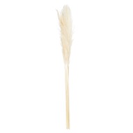 Cream Pampas Grass Stem - Thumb 2