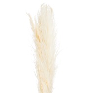 Cream Pampas Grass Stem - Thumb 5