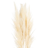 Cream Pampas Grass Stem - Thumb 1