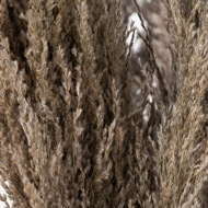 Natural Pampas Grass Stem - Thumb 3