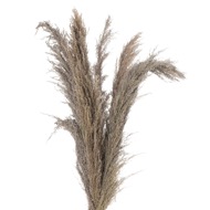 Natural Pampas Grass Stem - Thumb 1