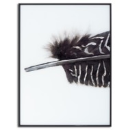 Black Feather With White Spots Over 3 Black Glass Frames - Thumb 2