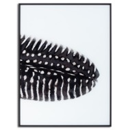 Black Feather With White Spots Over 3 Black Glass Frames - Thumb 4