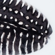 Black Feather With White Spots Over 3 Black Glass Frames - Thumb 5