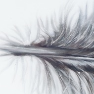 Black Striped Feather Over 3 Black Glass Frames - Thumb 6