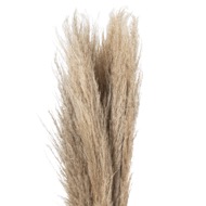 Taupe Grey Pampas Grass Stem - Thumb 4
