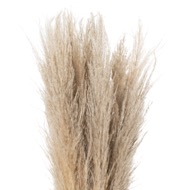 Taupe Grey Pampas Grass Stem - Thumb 1