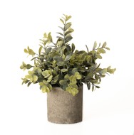 Eucalyptus Plant In Stone Effect Pot - Thumb 1