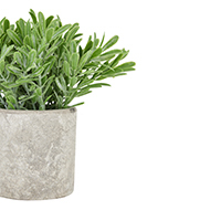 Buxus Plant In Stone Effect Pot - Thumb 2
