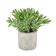 Buxus Plant In Stone Effect Pot - Thumb 1