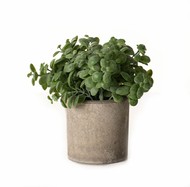 Basil Plant In Stone Effect Pot - Thumb 1