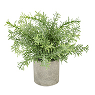 Rosemary Plant In Stone Effect Pot - Thumb 1
