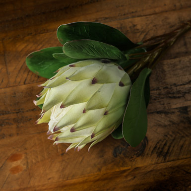 Large White Protea - Thumb 4