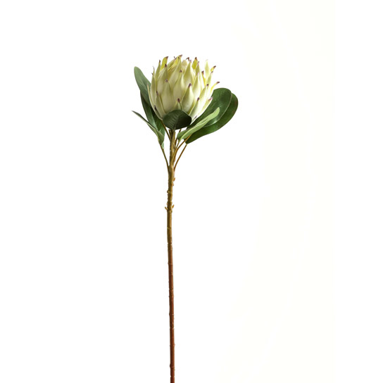 Large White Protea - Thumb 1