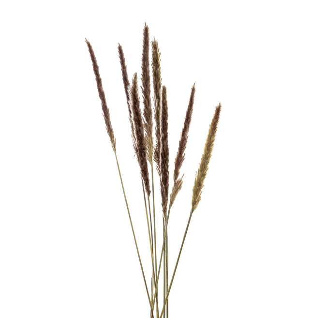 Bouquet Of Natural Pampas - Thumb 1