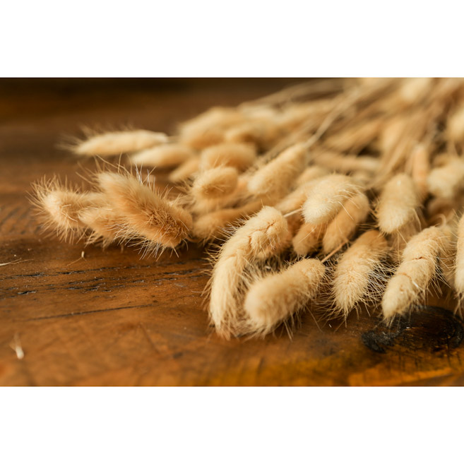 Bouquet Of Tall Bunny Tails - Thumb 4