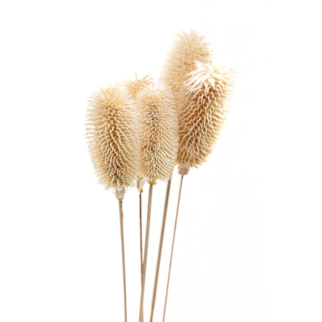 Bouquet Of Dried Tall Thistle - Thumb 2