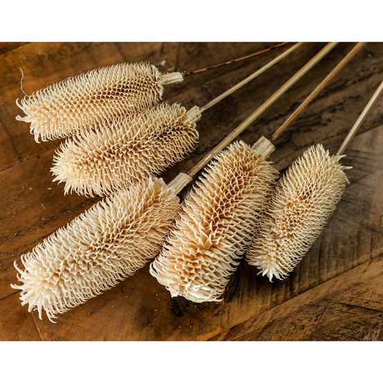 Bouquet Of Dried Tall Thistle - Thumb 3