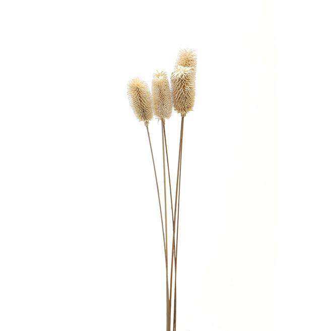 Bouquet Of Dried Tall Thistle - Thumb 1