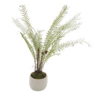 White Potted Boston Fern - Thumb 1