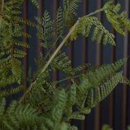 Large Tall Black Potted Fern - Thumb 5