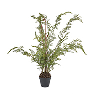 Large Tall Black Potted Fern - Thumb 1