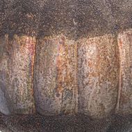 Large Burnished Decorative Pumpkin - Thumb 2