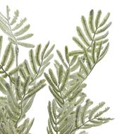 Silver Wattle Leaf - Thumb 6