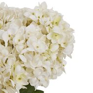 White Hydrangea Bunch - Thumb 6