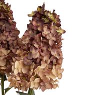 Burgundy Spear Hydrangea - Thumb 6