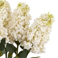 White  Spear Hydrangea - Thumb 6