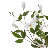 White Florida Clematis - Thumb 6