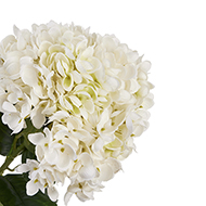 White Hydrangea Stem - Thumb 3