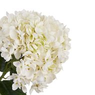 White Hydrangea Stem - Thumb 6