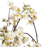 White Japanese Blossom - Thumb 6