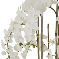 Large White Orchid In Antique Stone Pot - Thumb 2