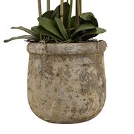Large White Orchid In Antique Stone Pot - Thumb 3