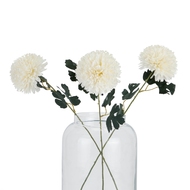 White Short Chrysanthemum - Thumb 5