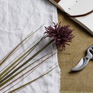 Burgundy Aster Spider Chrysanthemum Stem - Thumb 2