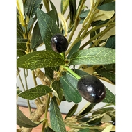 Calabria Olive Tree - Thumb 3