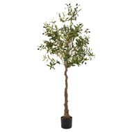 Calabria Olive Tree - Thumb 1