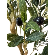 Calabria Small Olive Tree - Thumb 3