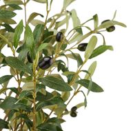 Calabria Large Olive Tree - Thumb 2