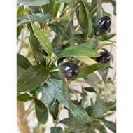Calabria Large Olive Tree - Thumb 3