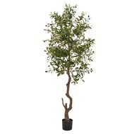 Calabria Large Olive Tree - Thumb 1